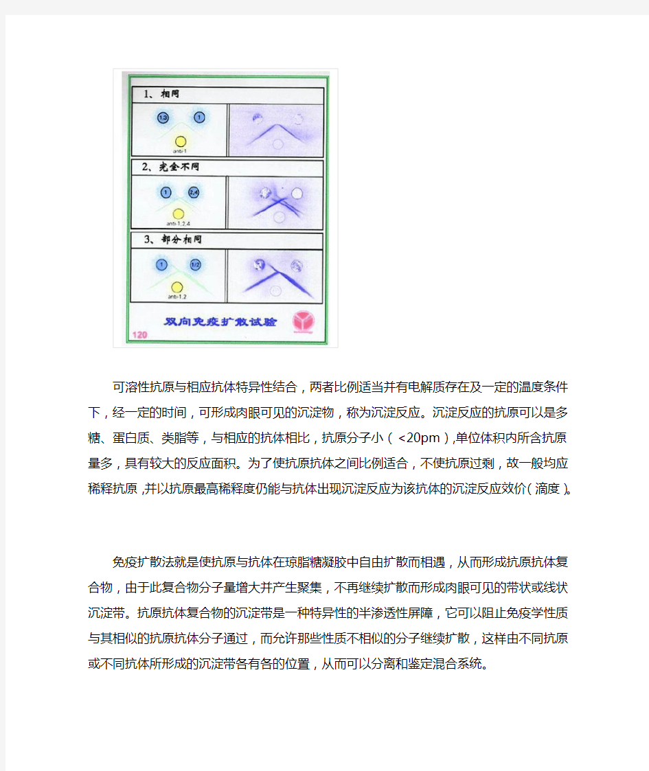 琼脂扩散实验