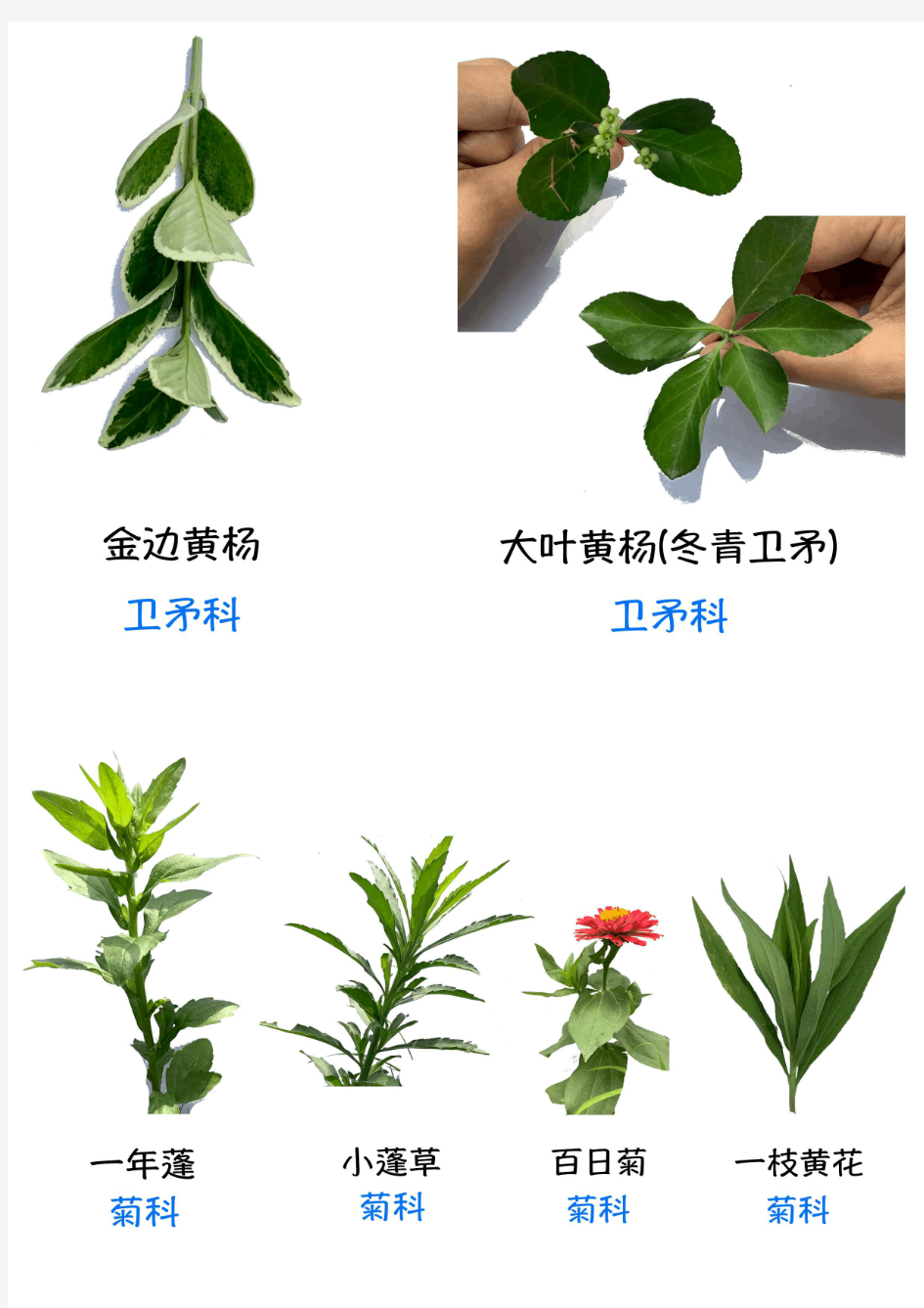 常见植物品种及科名识别汇总