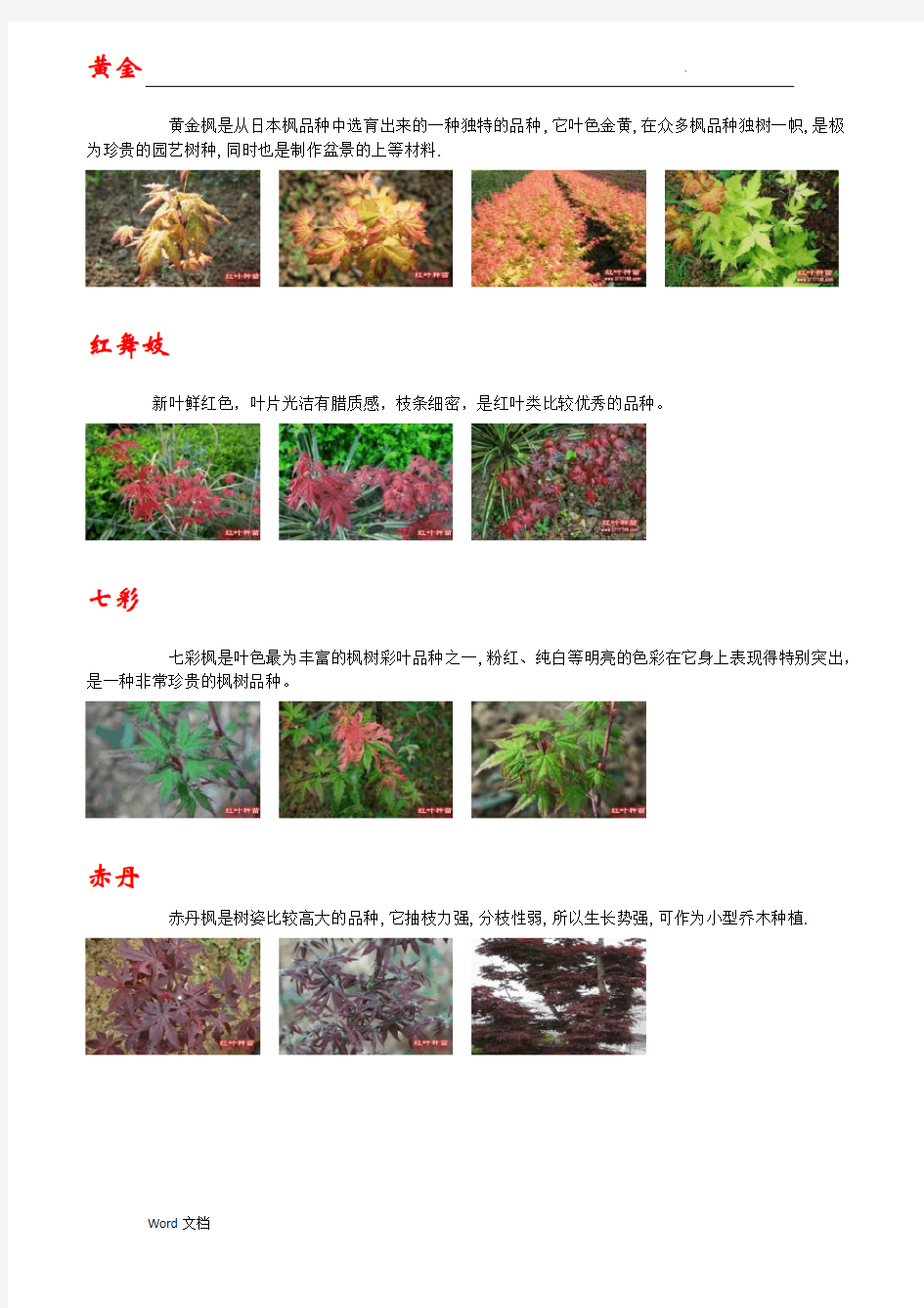 图文并茂：枫树的种类