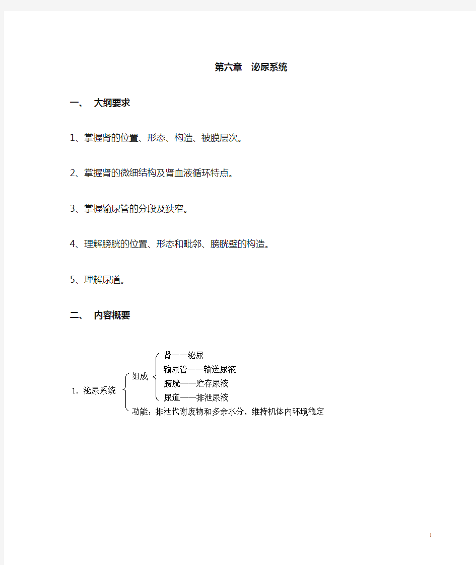 解剖学课件 第六章泌尿系统