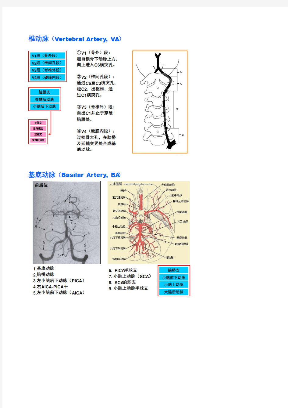脑血管分支,分段图解