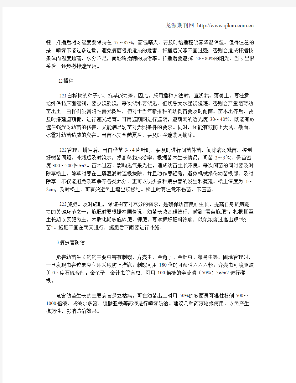 白桦树的生长习性及幼苗养护要点