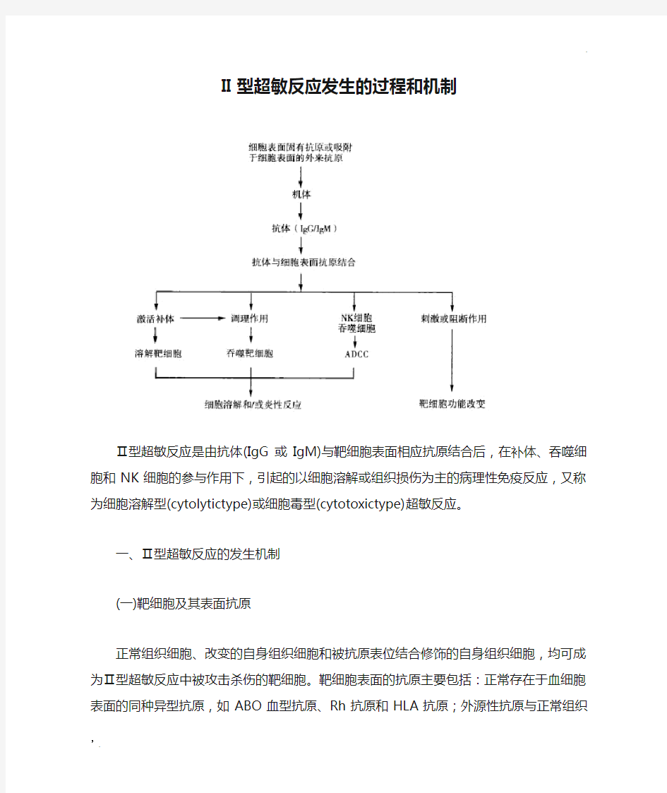 II型超敏反应发生的过程和机制