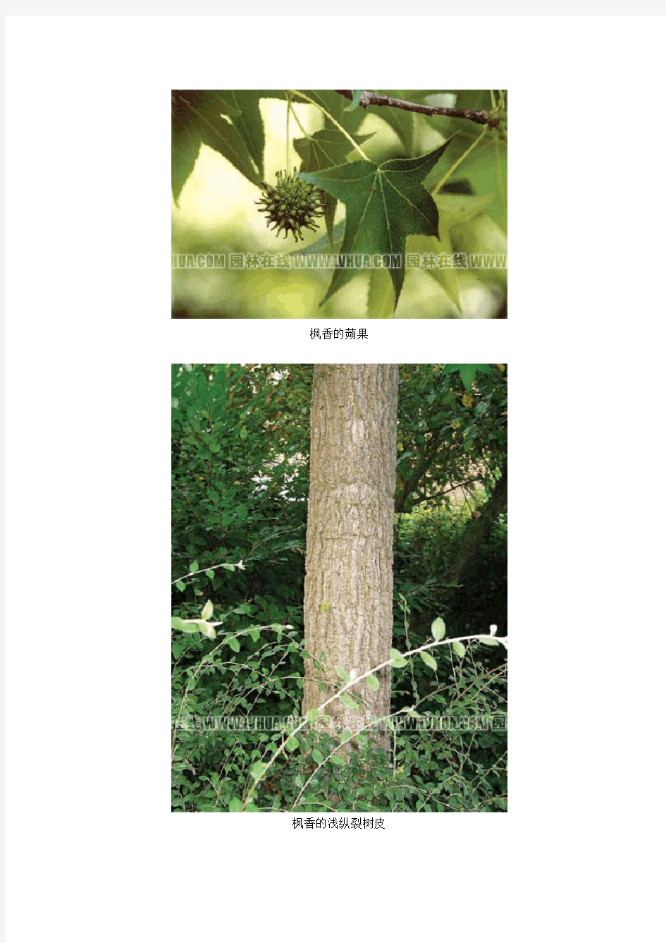 几种常见枫树的区别