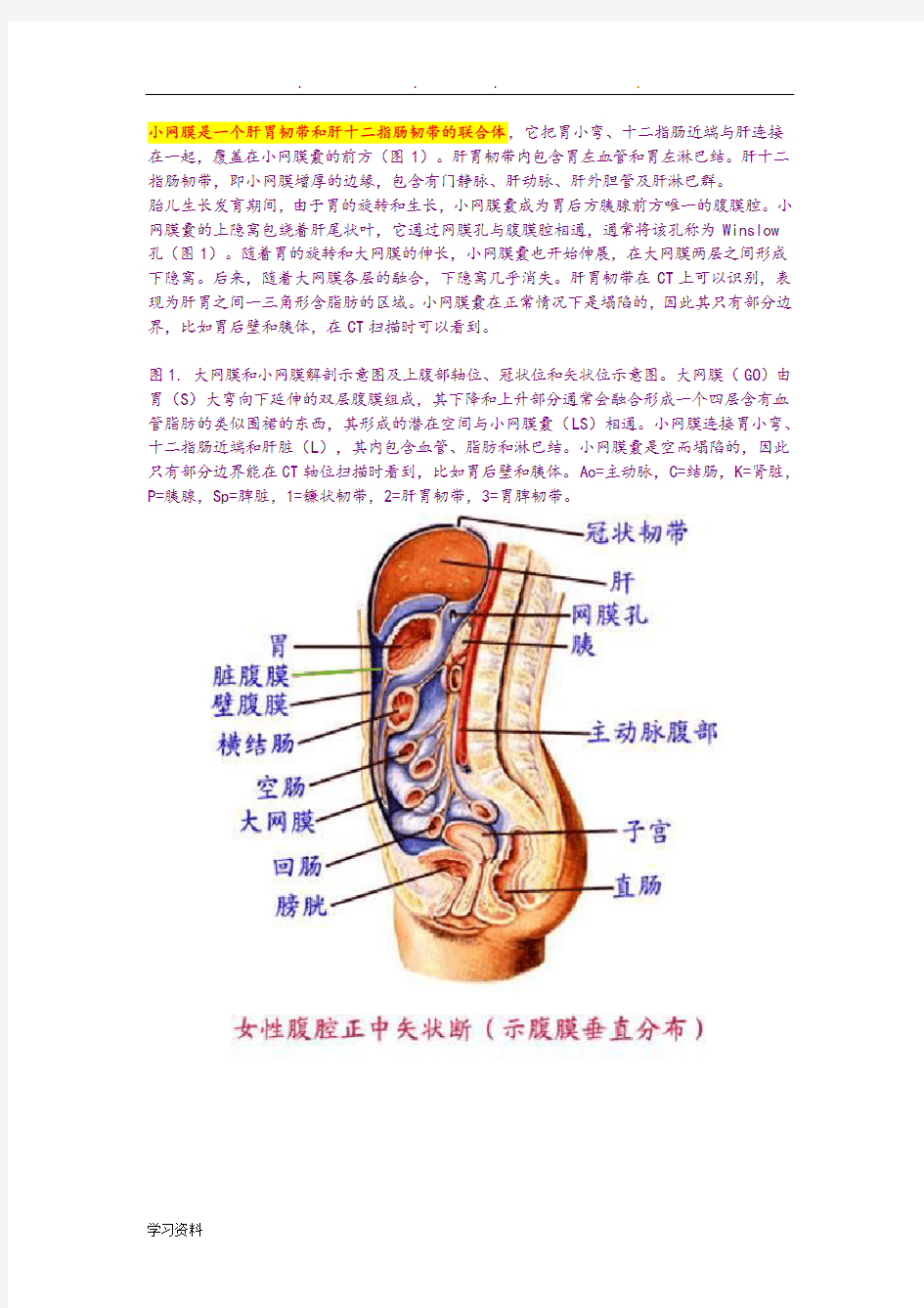 大网膜和小网膜的正常解剖和病变