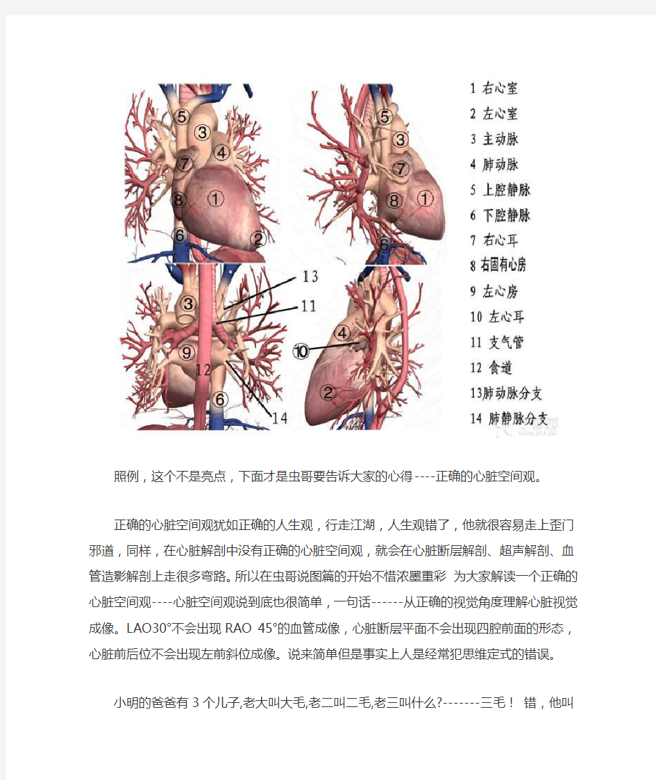 心脏解剖