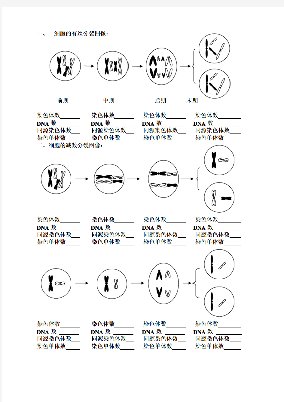 细胞有丝分裂和无丝分裂区别图解