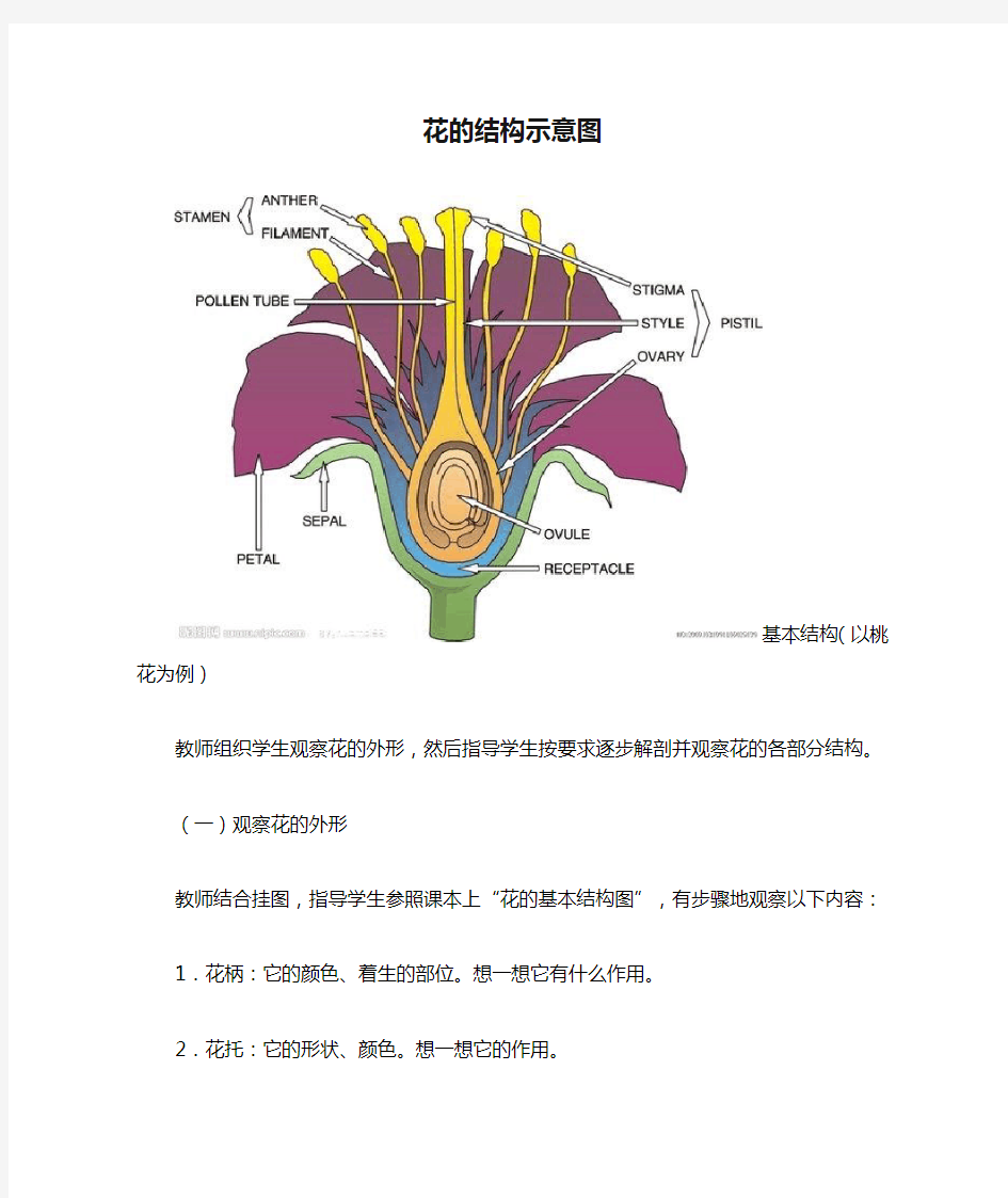 花的结构示意图