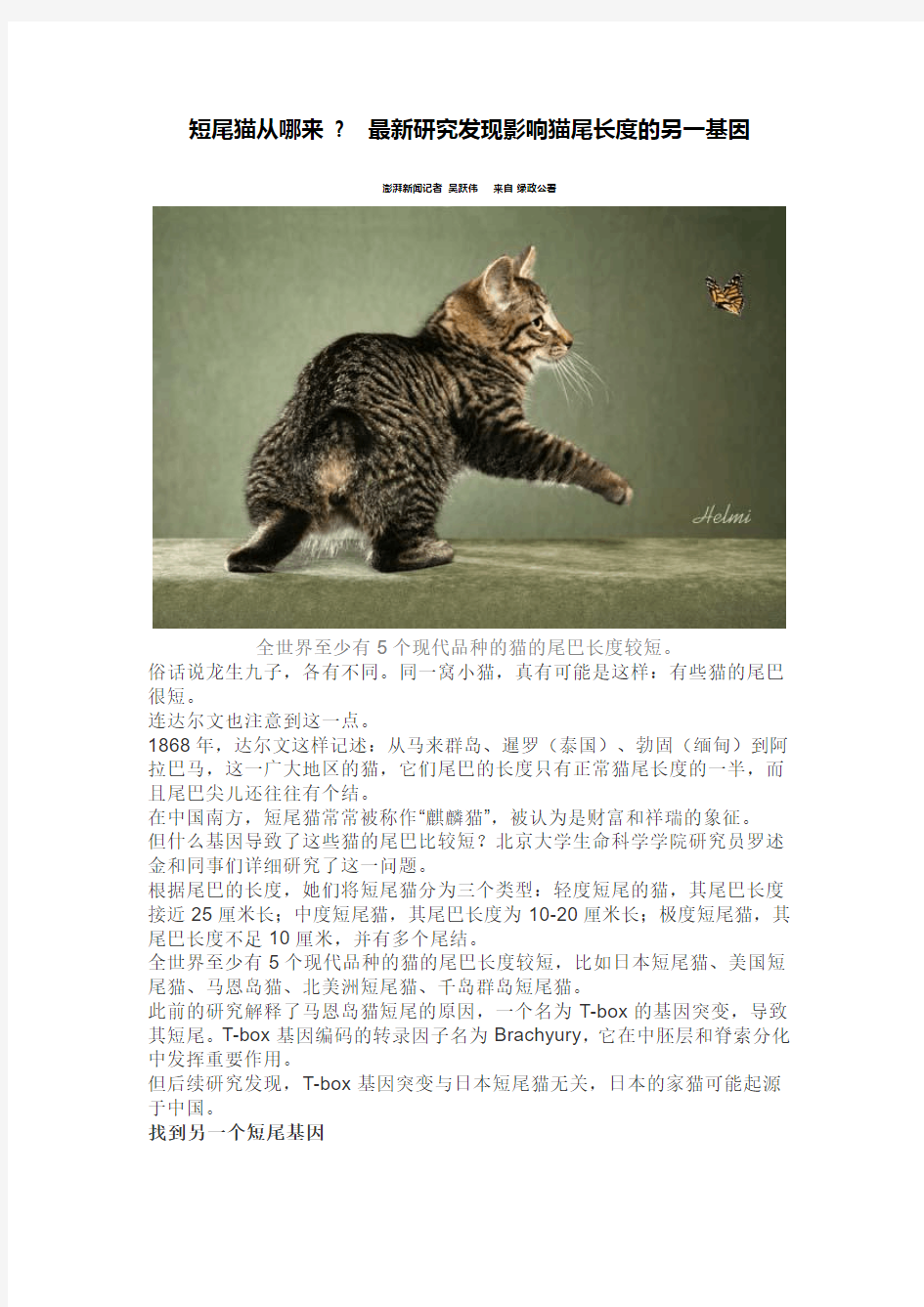 短尾猫从哪来   最新研究发现影响猫尾长度的另一基因