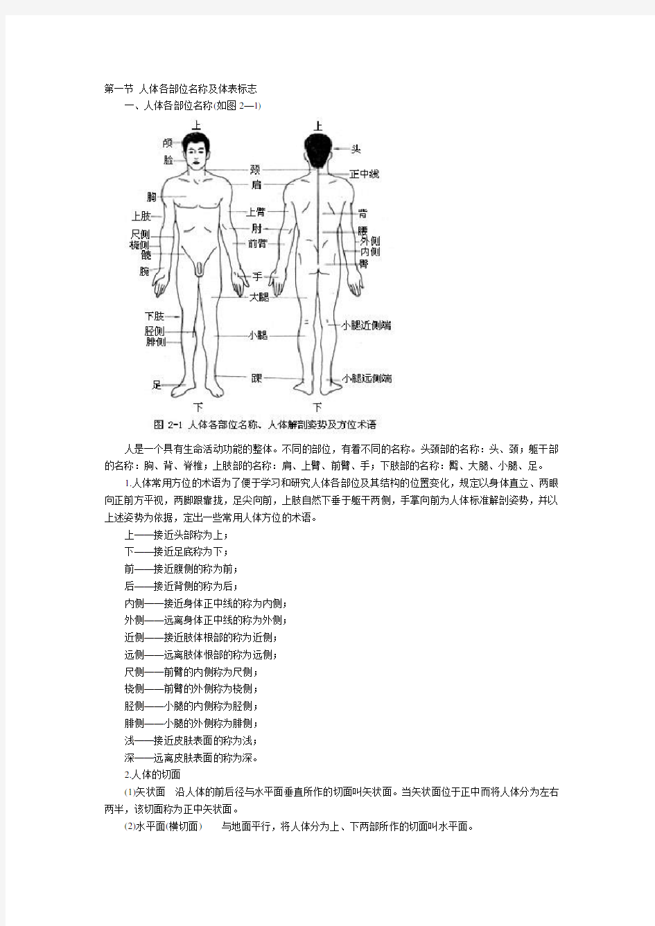 人体骨骼解剖