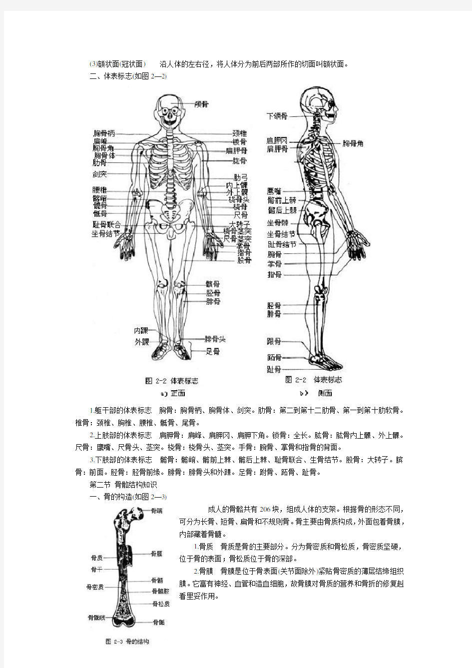 人体骨骼解剖