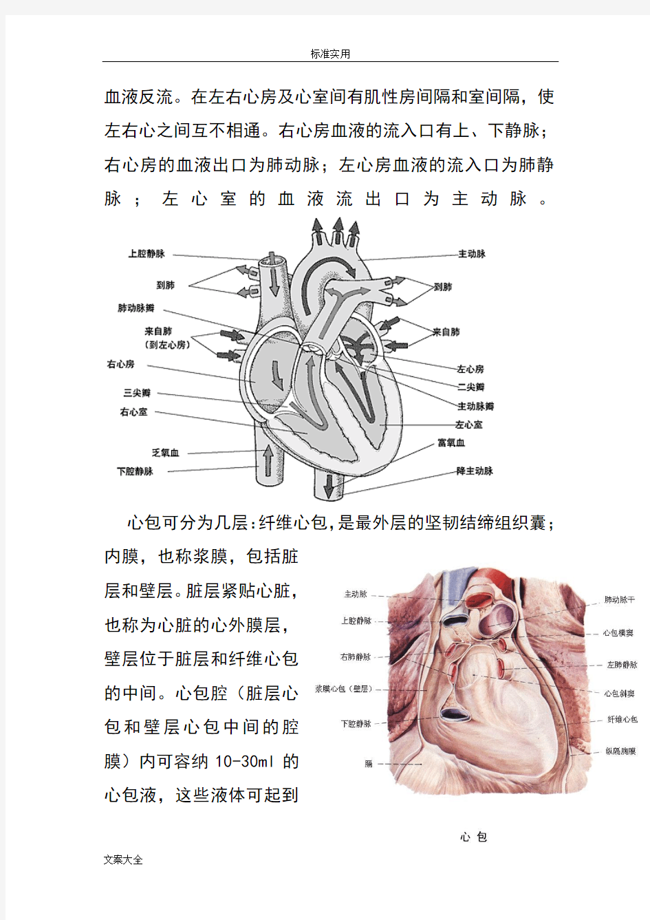 心脏地解剖结构及生理(含彩图)