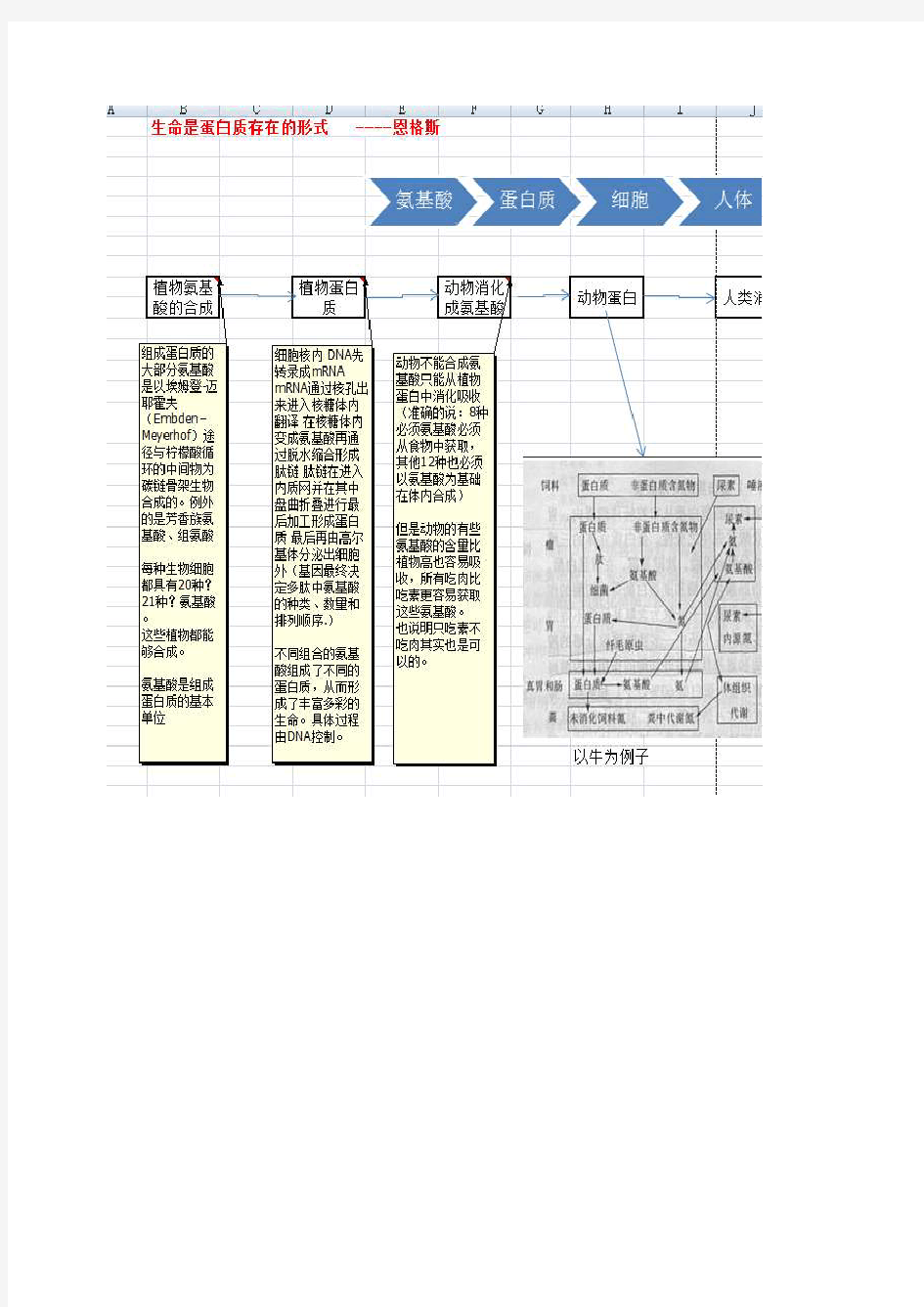 人体蛋白质的来源