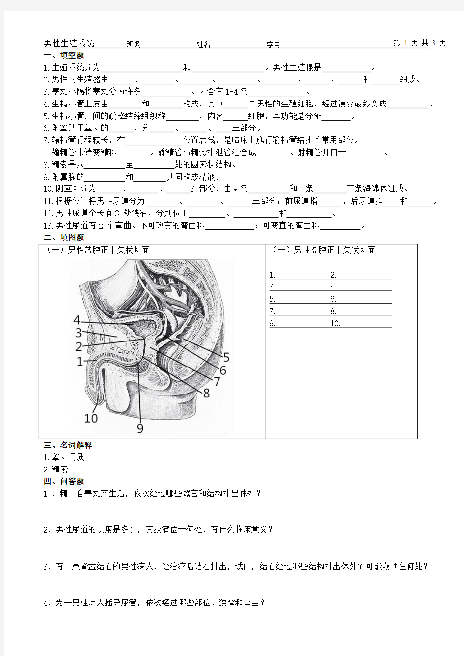 6-1.男性生殖系统