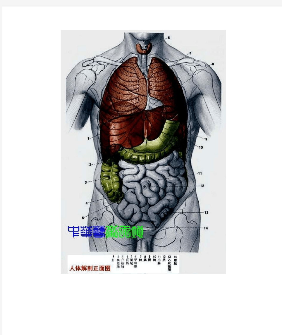 人体内脏结构人体全息示意图