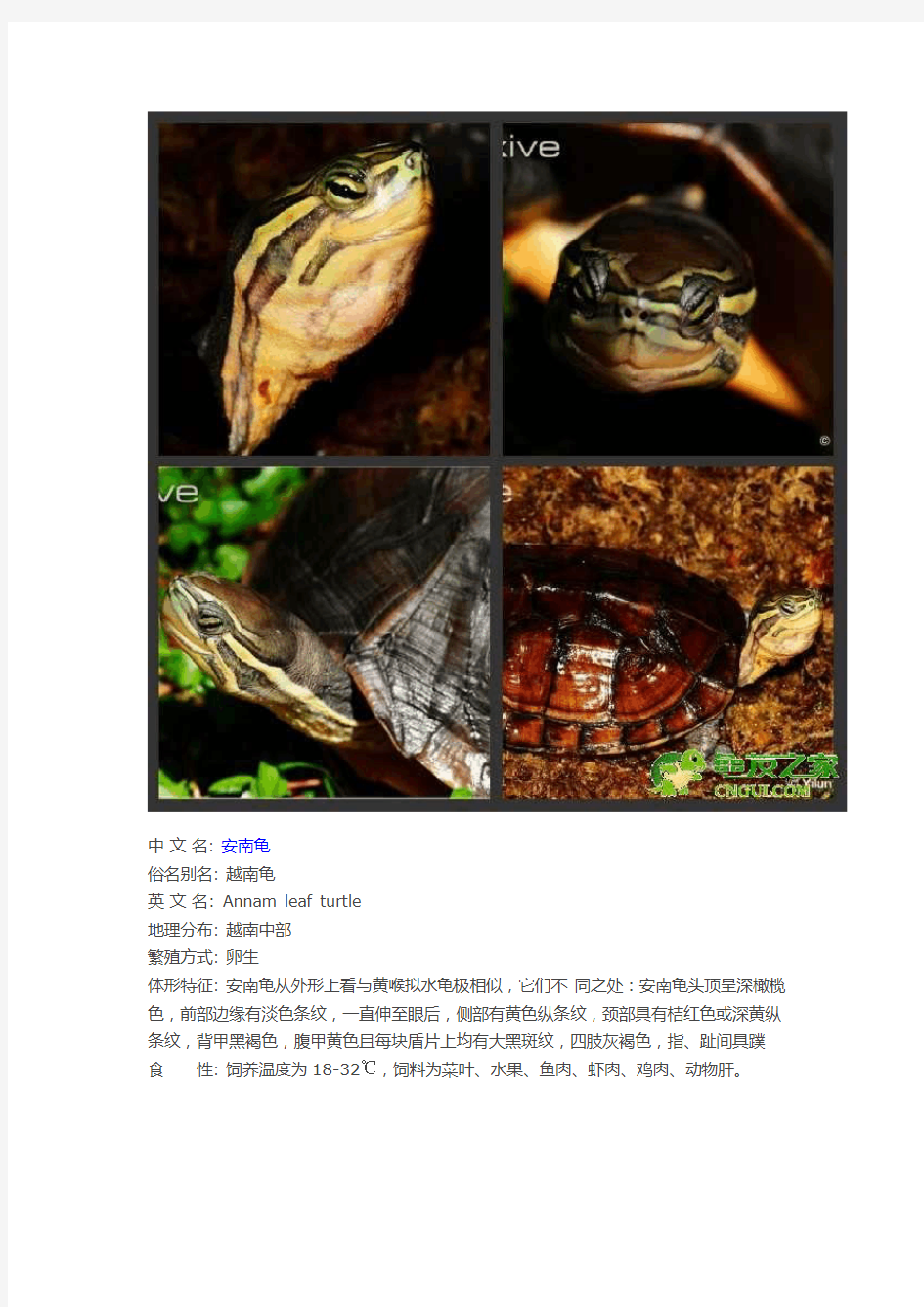常见水龟品种大全