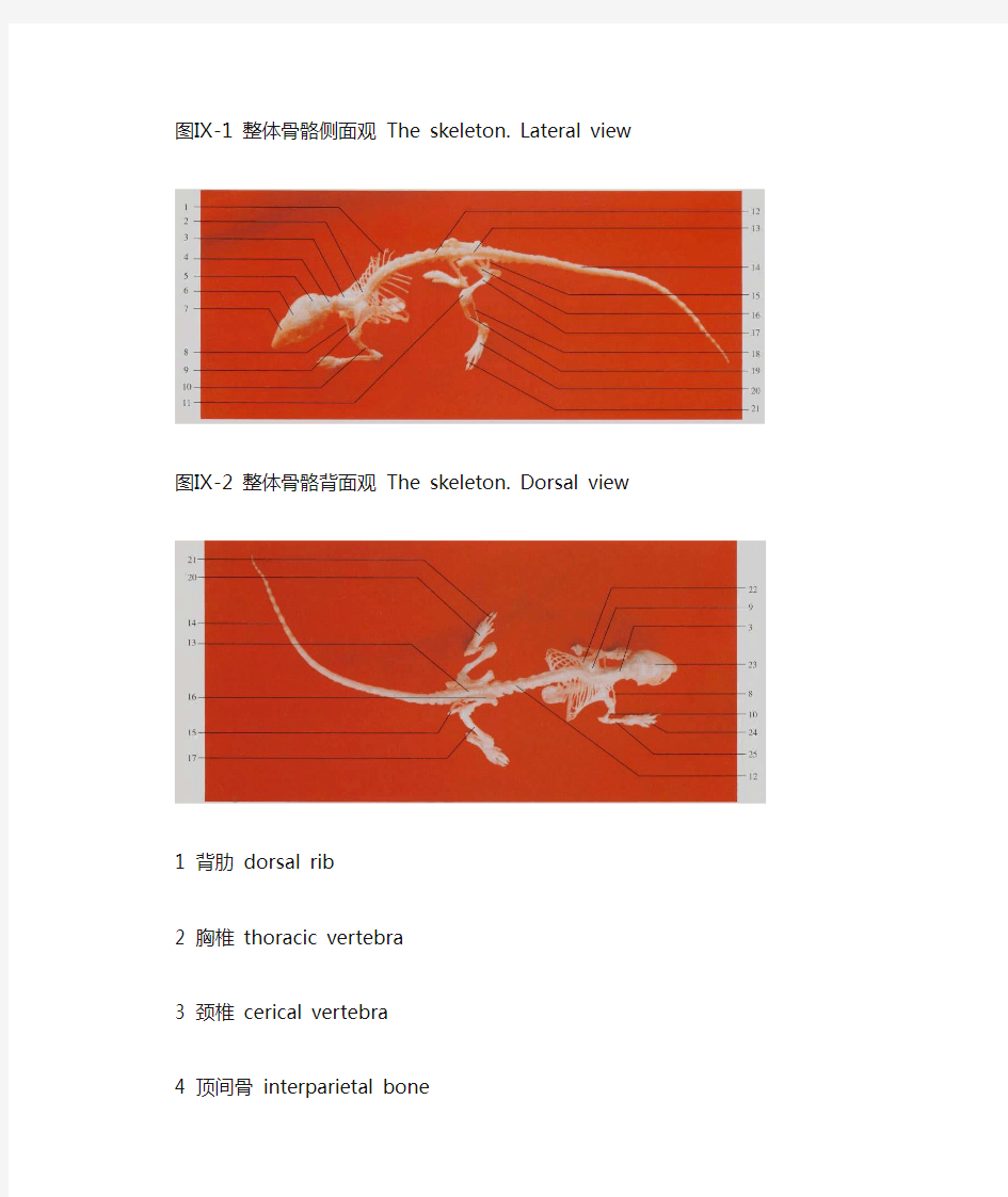 小鼠解剖图(完整版)
