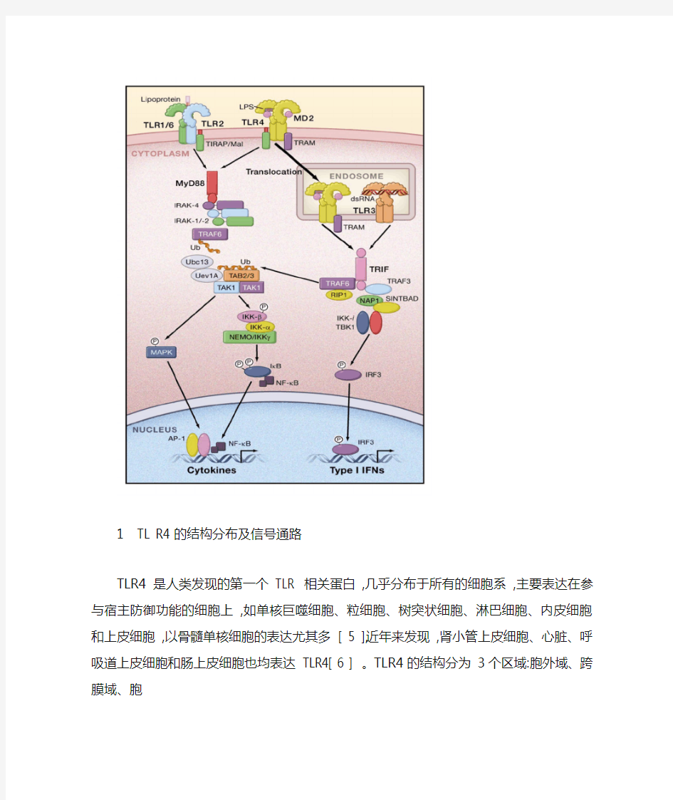 9 简述TLR4信号通路在炎症中的功能。