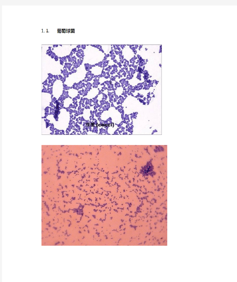 微生物实验 图片和说明