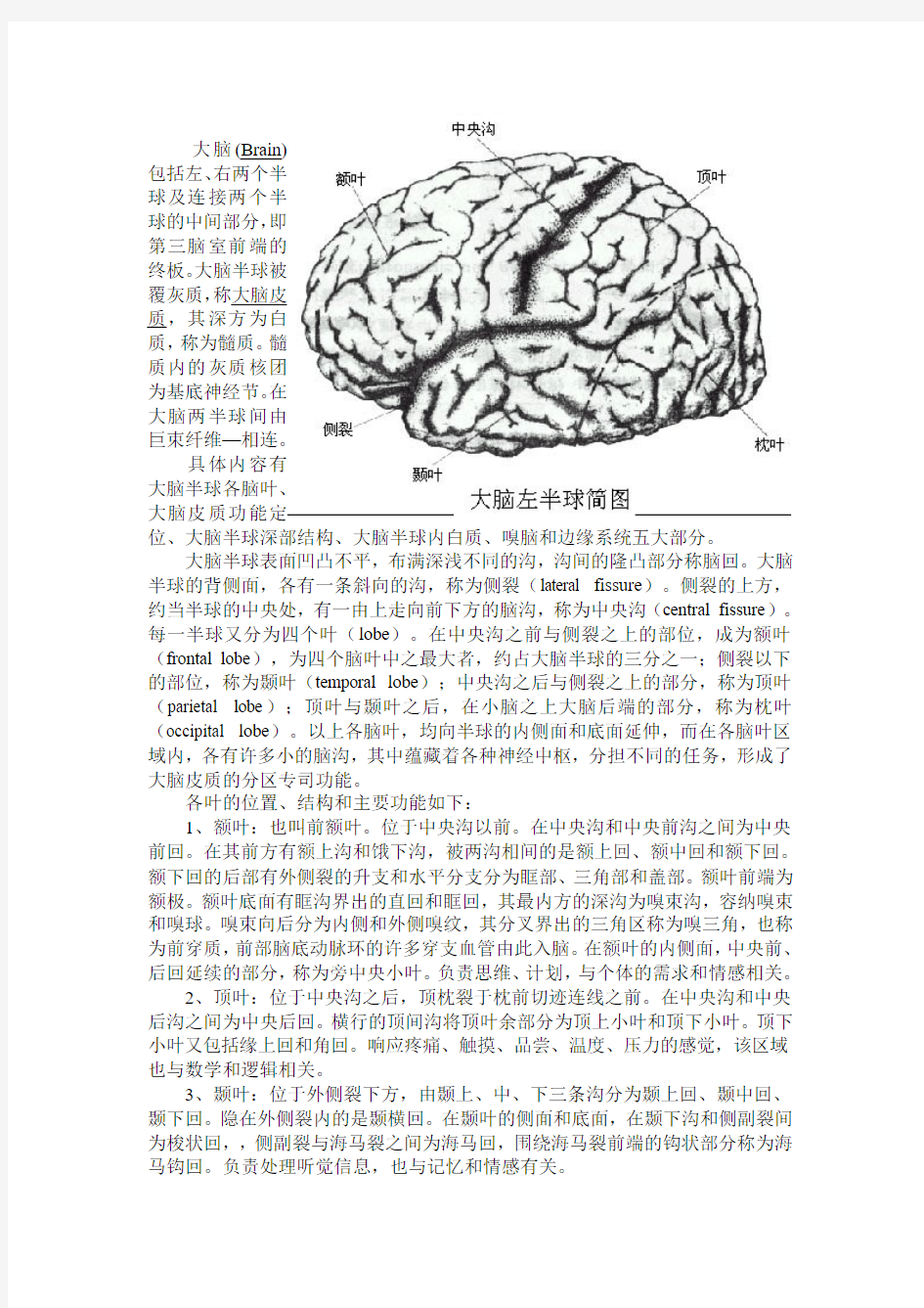 大脑 Brain