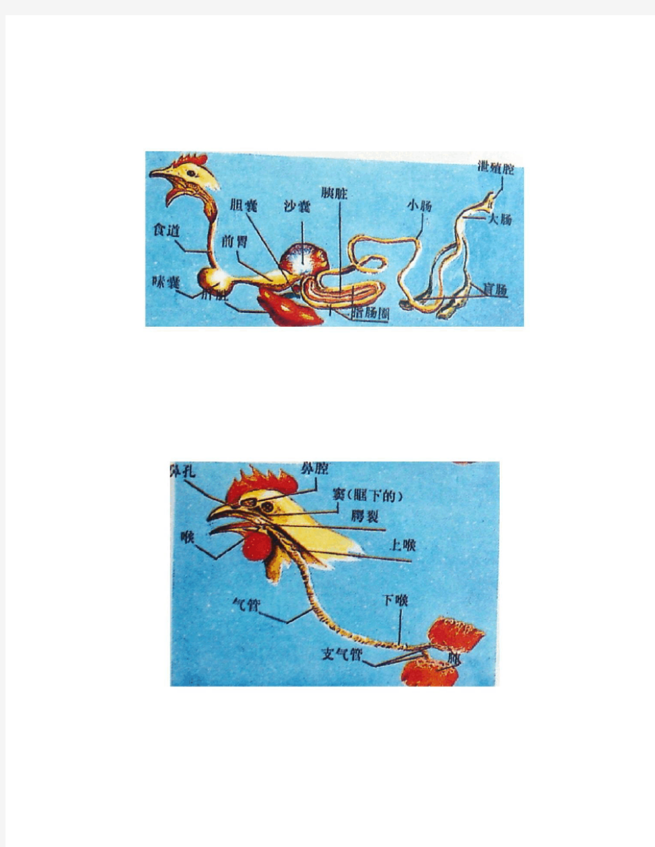 家禽解剖生理特点.