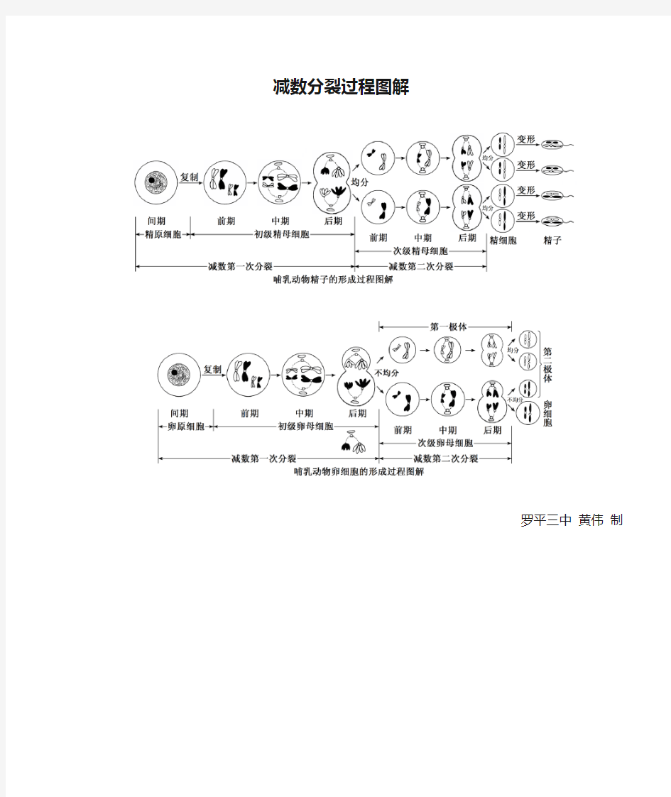 减数分裂过程图解