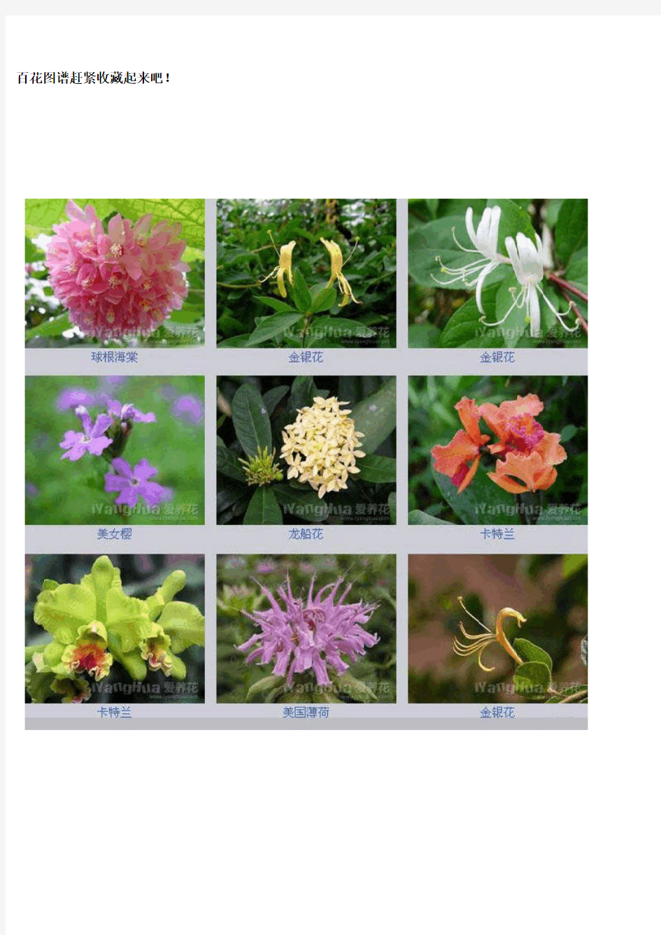 百花图谱了解各种花名(配图)很全的花名各种花
