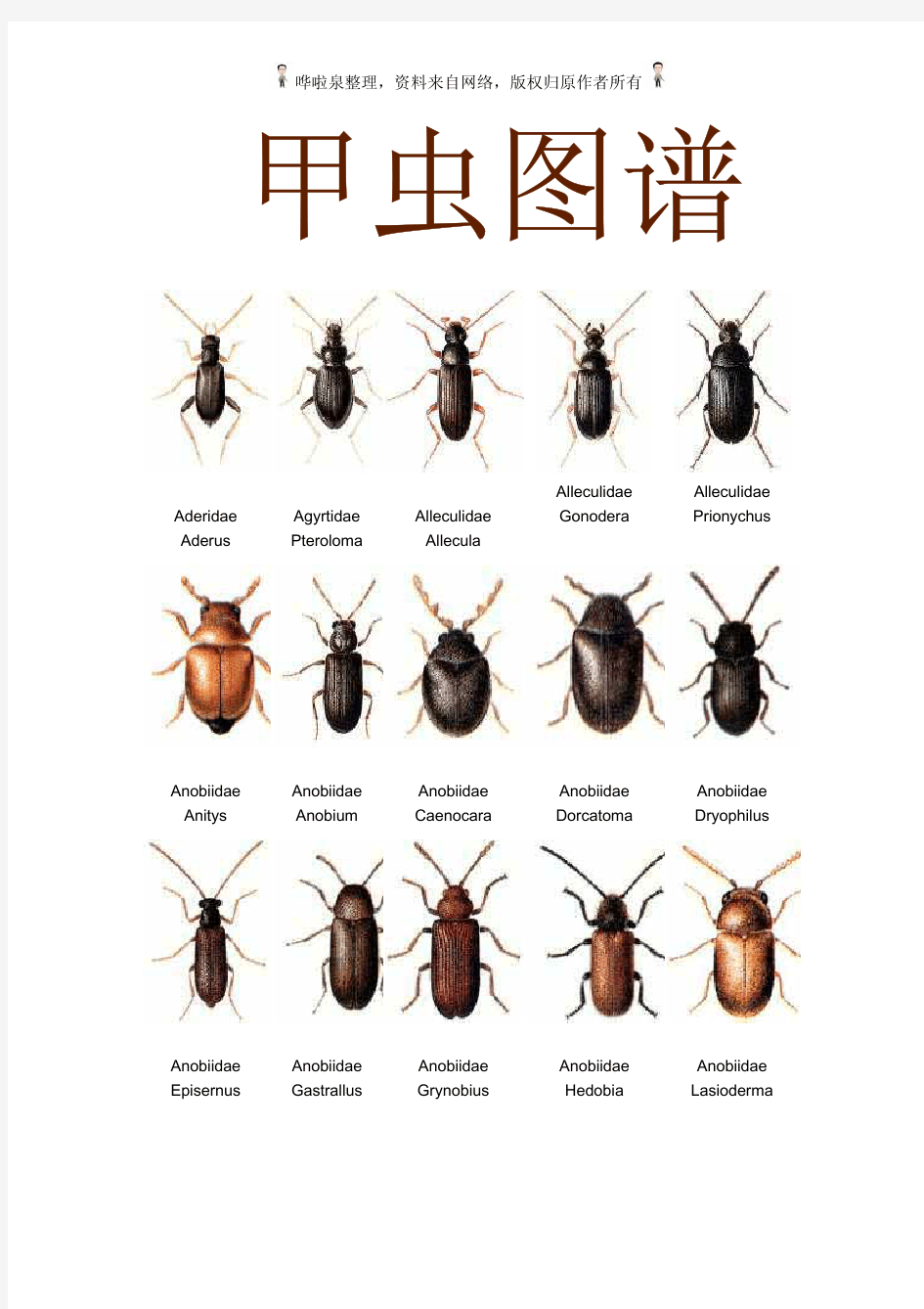 甲虫图谱