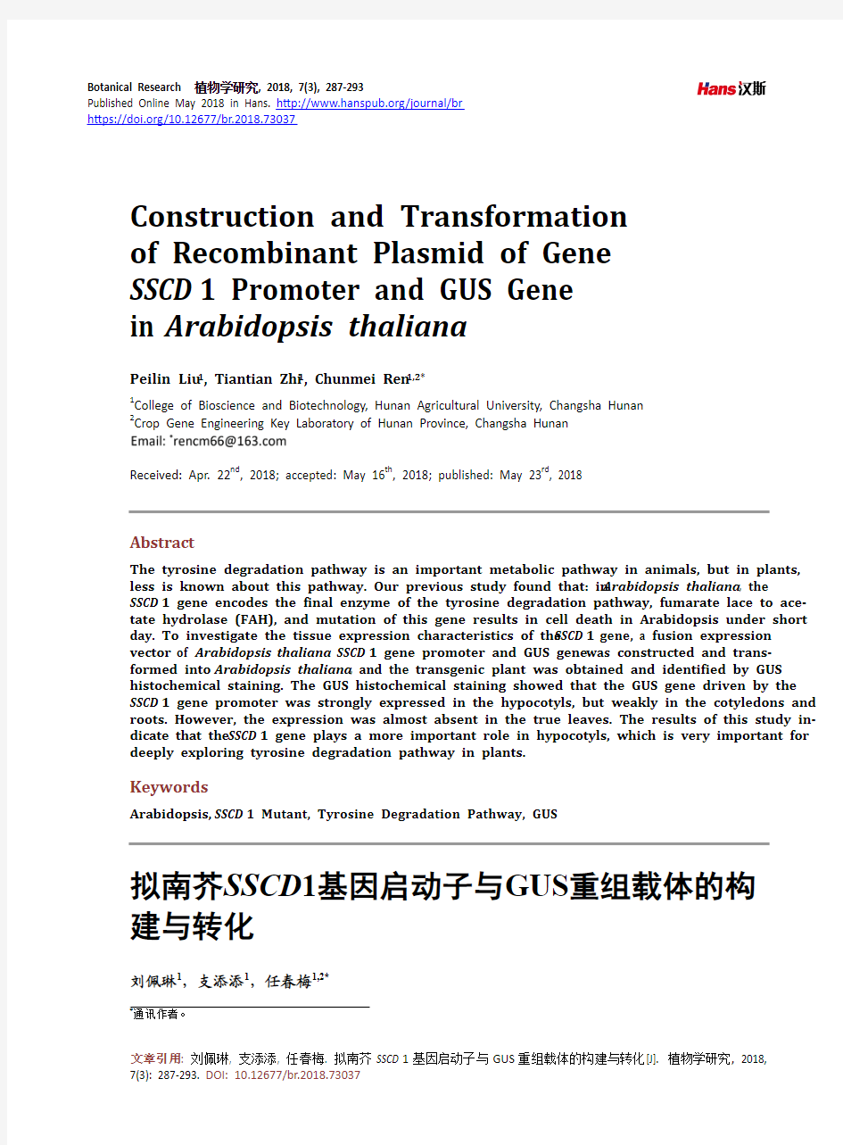 拟南芥SSCD1基因启动子与GUS重组载体的构 建与转化
