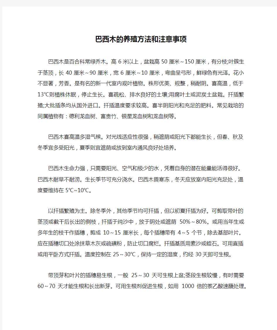 巴西木的养殖方法和注意事项