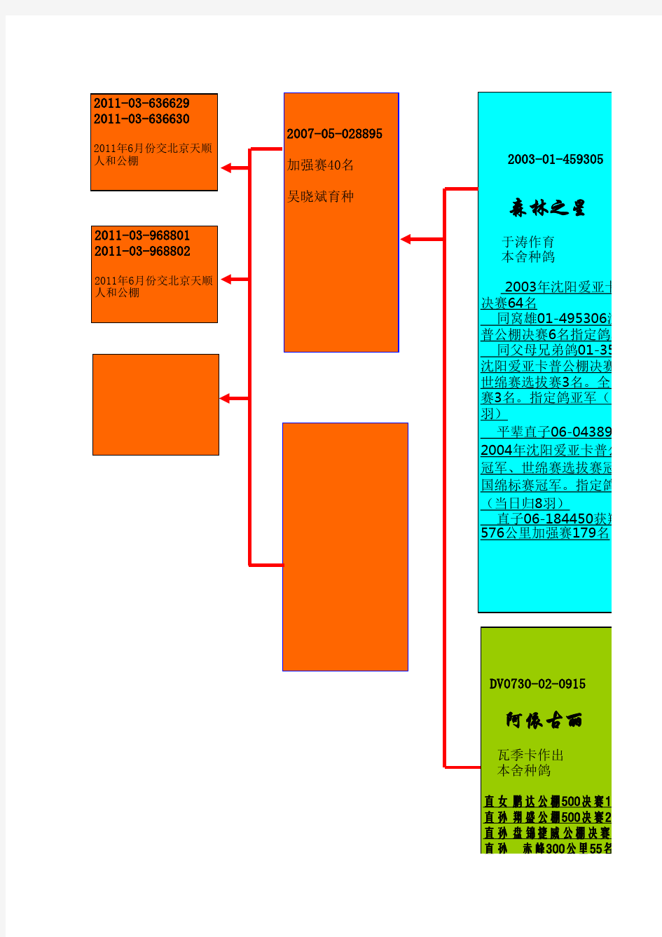 种鸽血统图