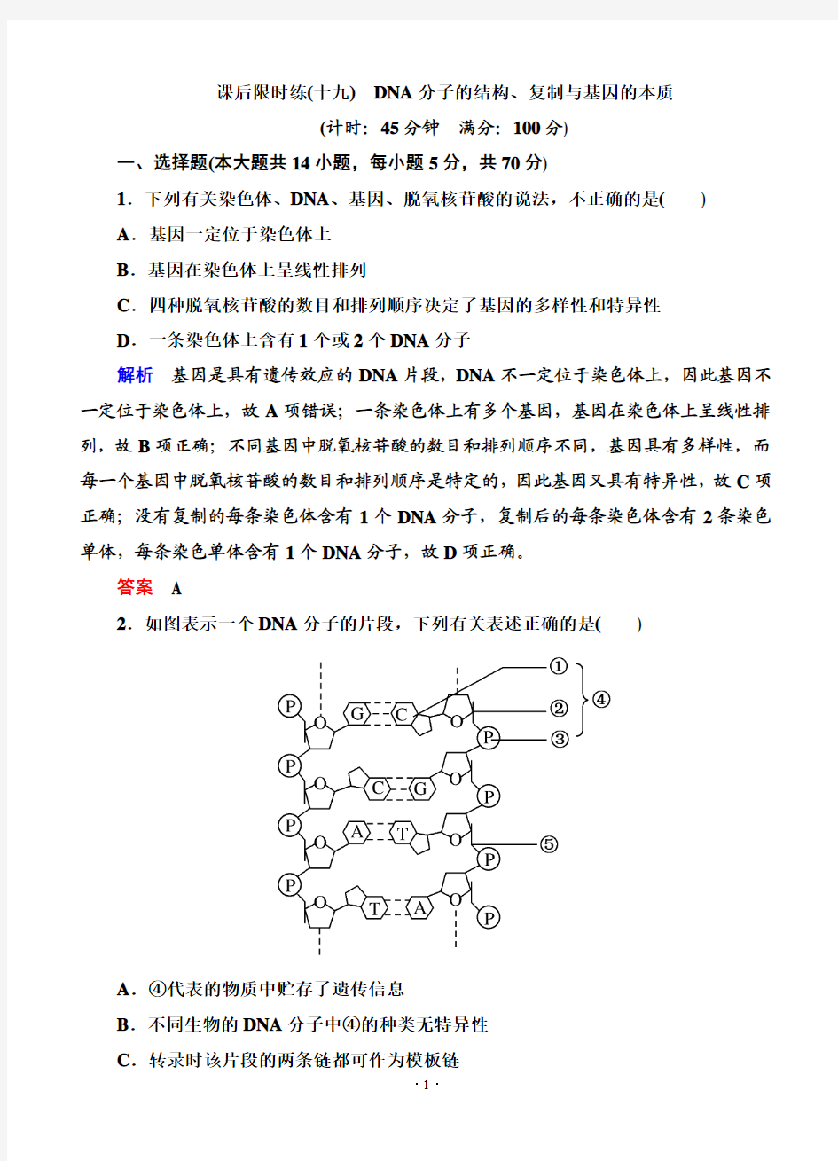 名师一号2015高考生物一轮课后限时练：第19讲 DNA分子的结构·复制与基因的本质