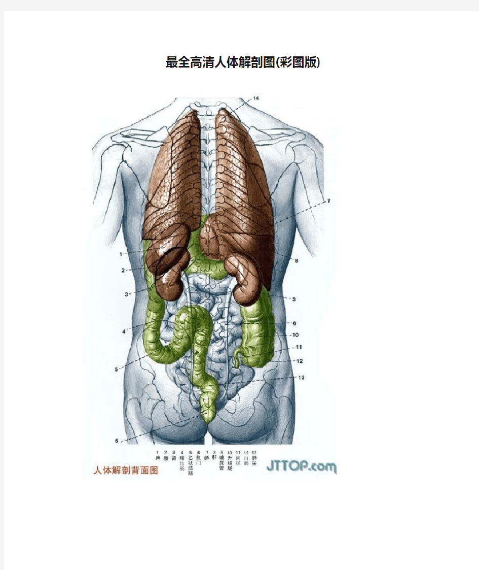 最全高清人体解剖图(彩图版)[1]