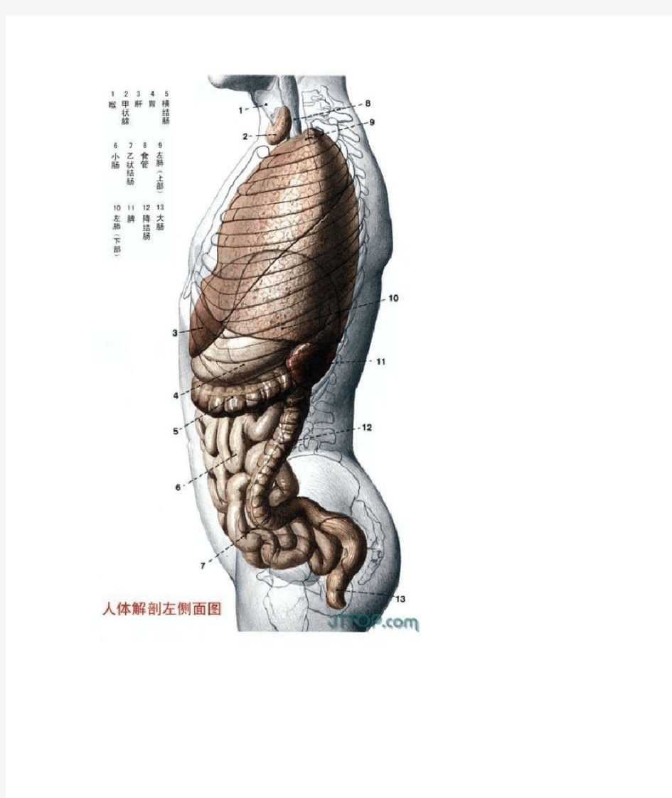 最全高清人体解剖图(彩图版)[1]