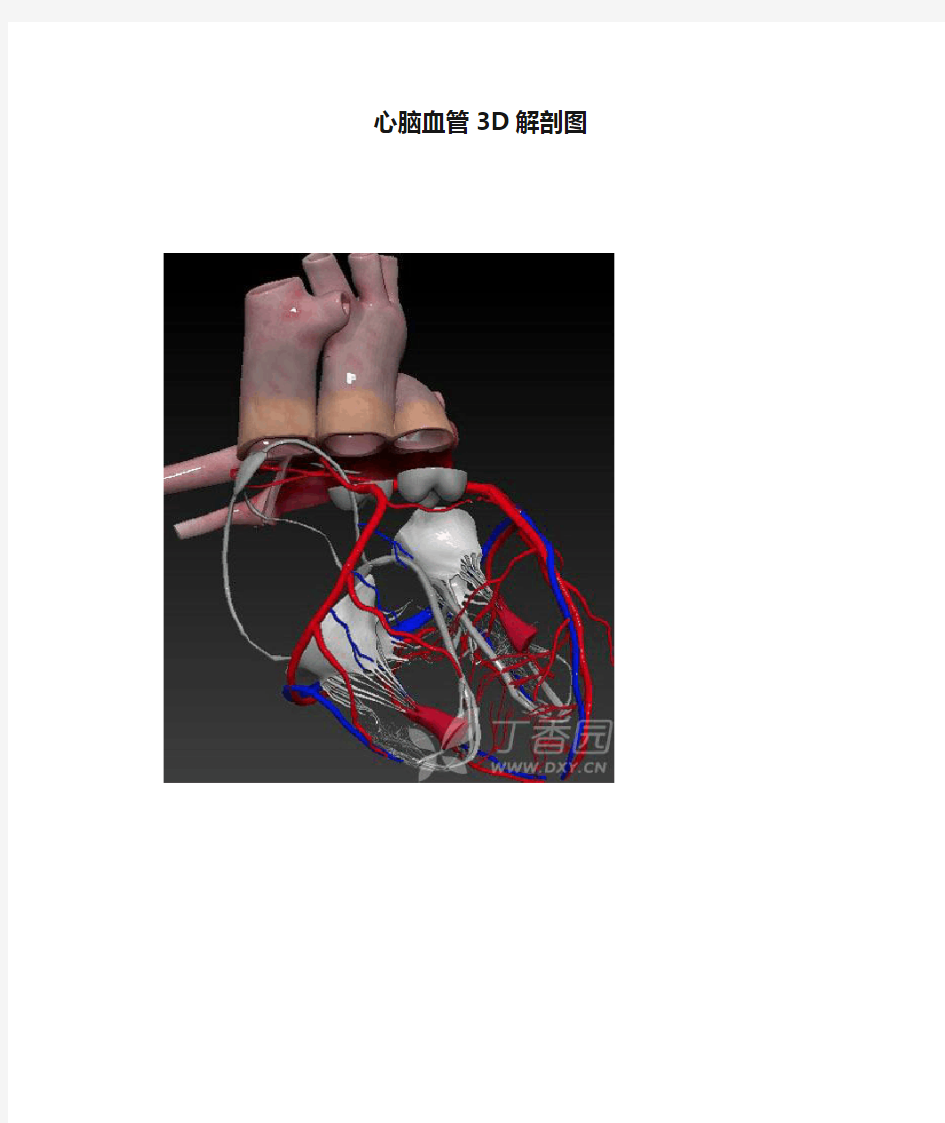心脑血管3D解剖图