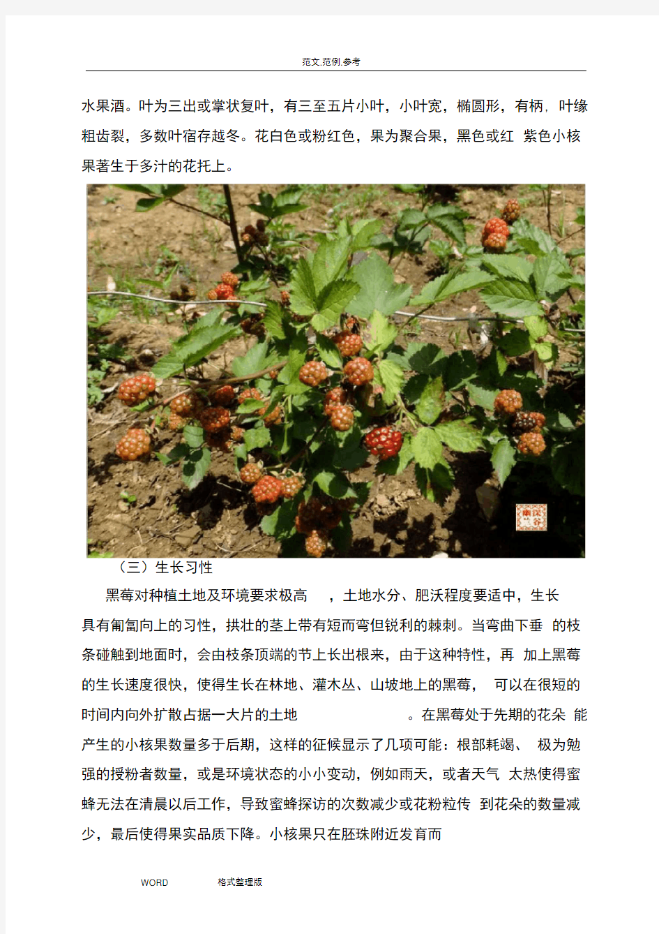 黑莓种植可行性方案总结