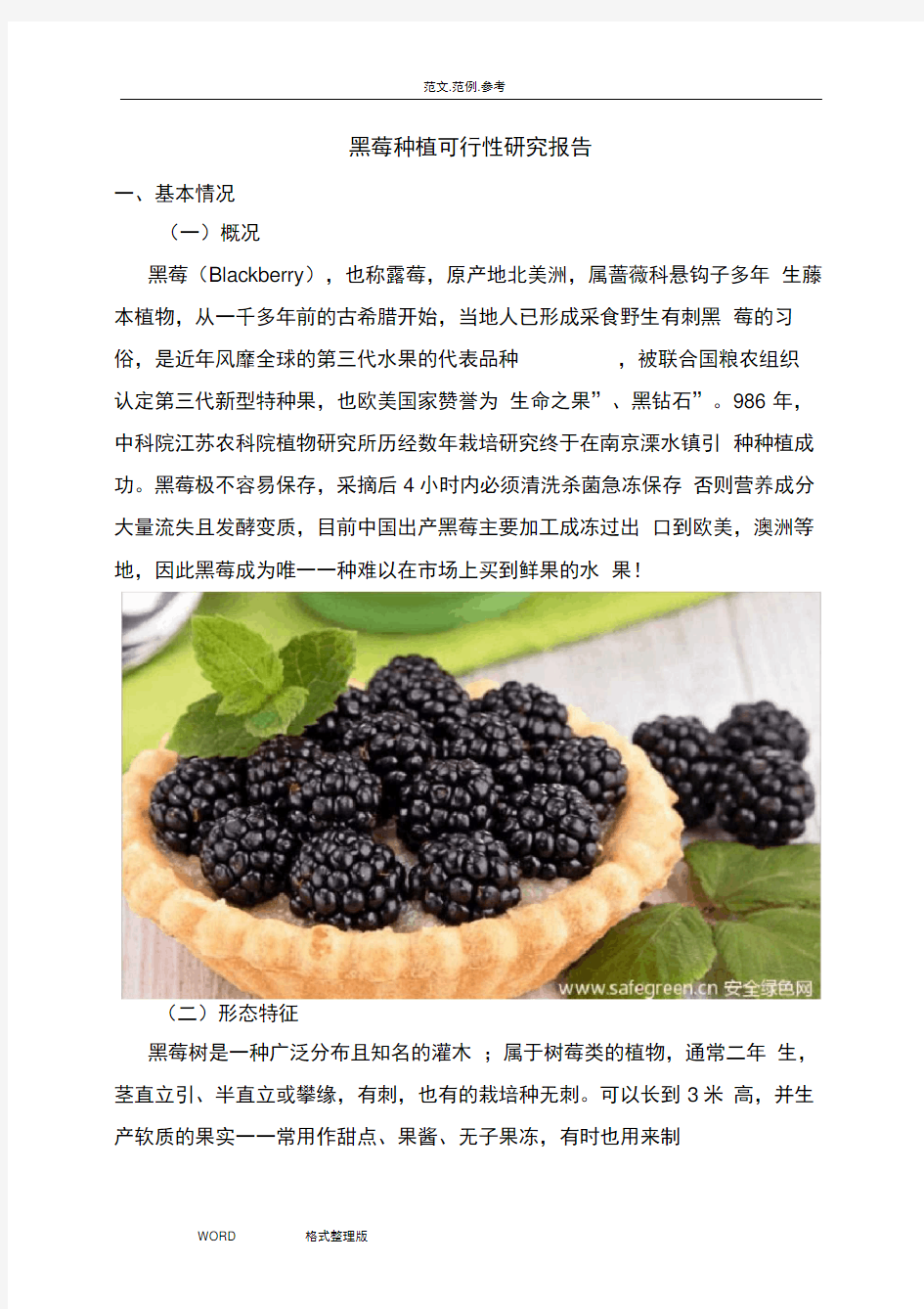黑莓种植可行性方案总结