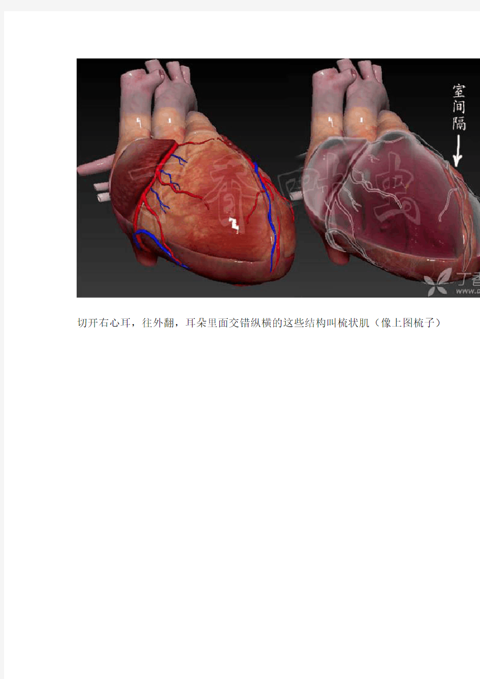 3D动画图解心脏大体解剖