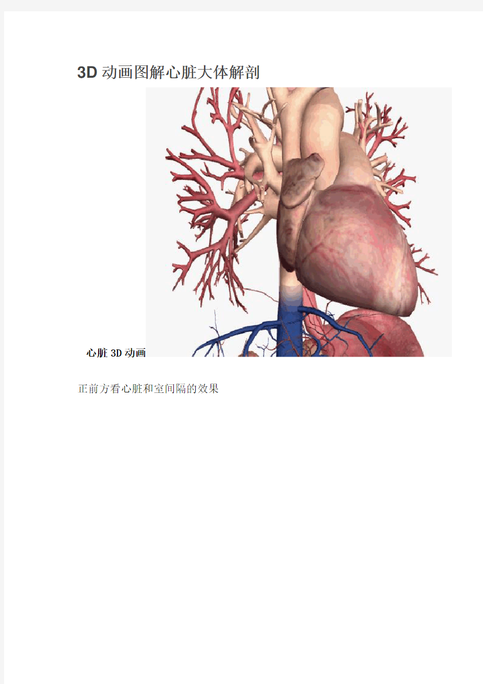 3D动画图解心脏大体解剖