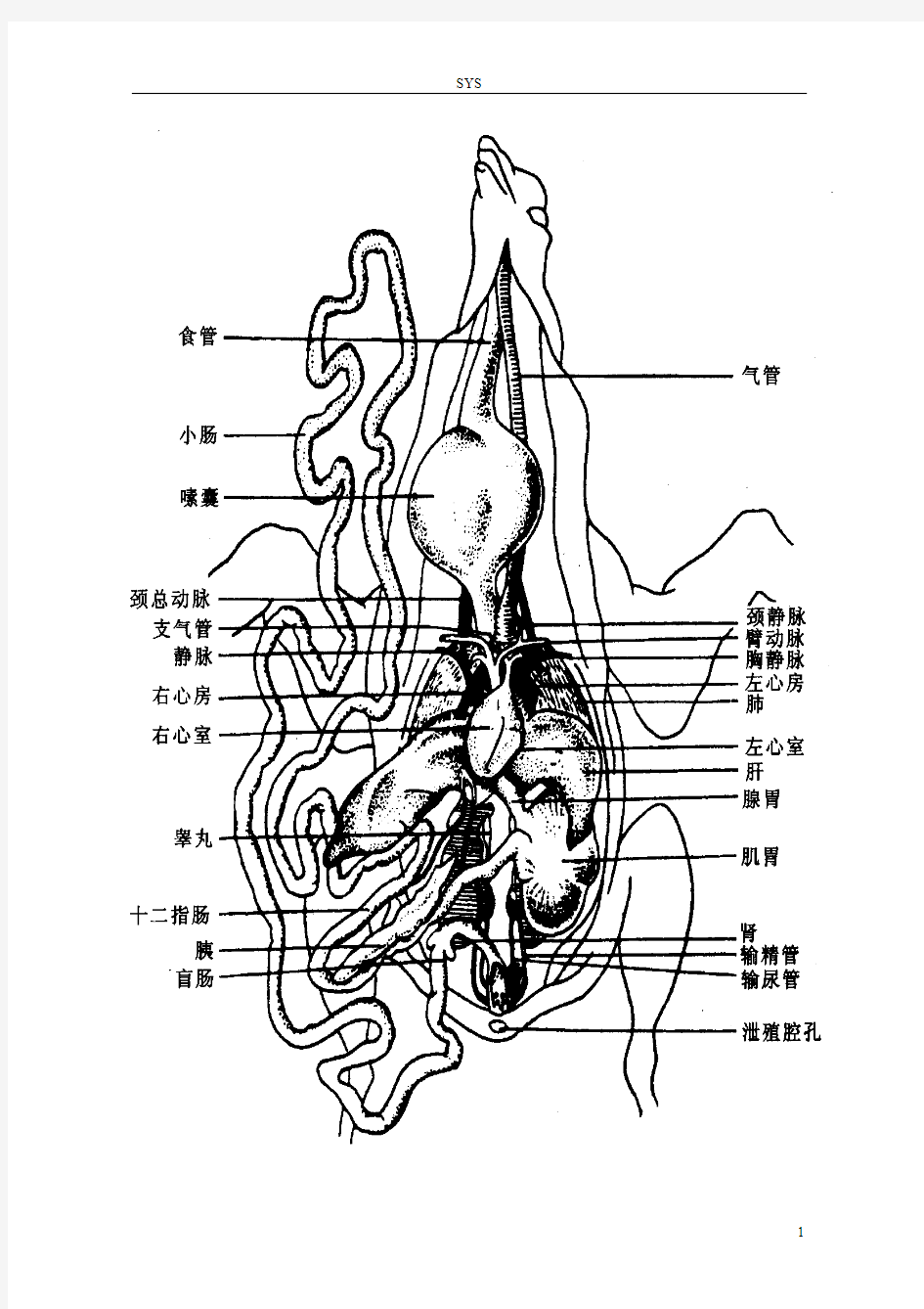 家鸽的内部解剖结构填图