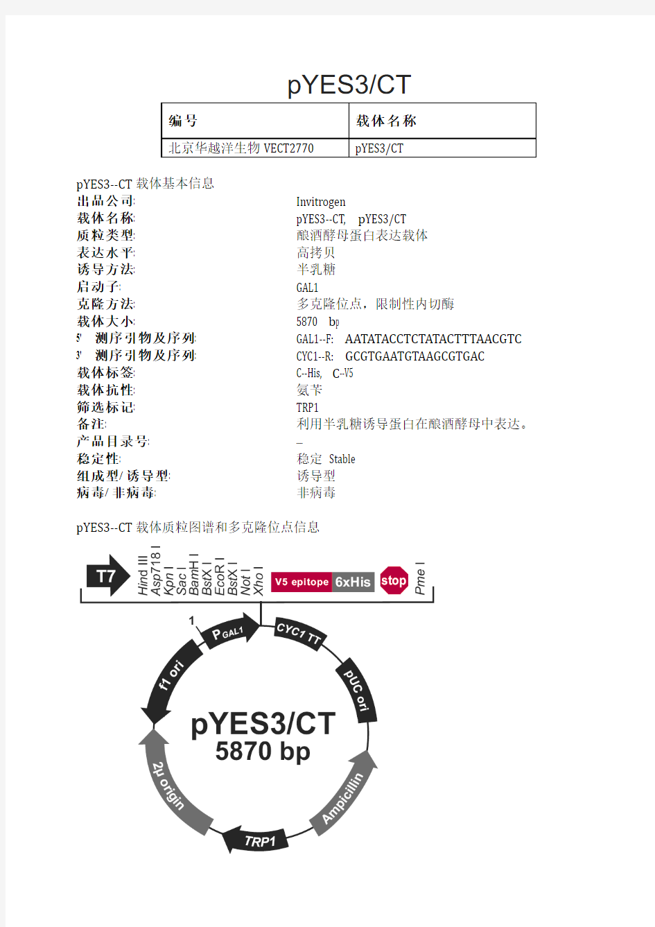 pYES3-CT酵母表达载体说明