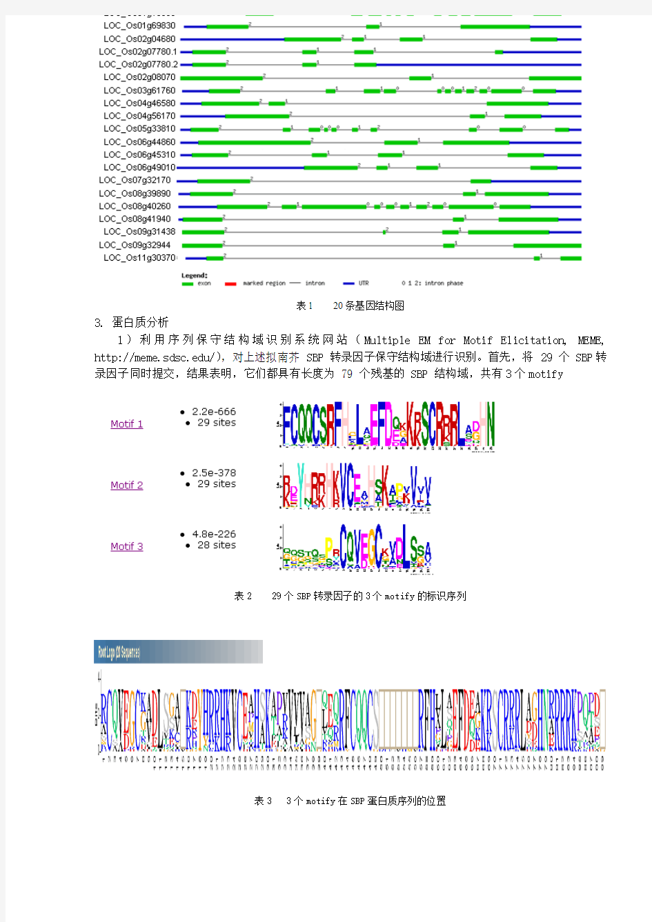 水稻SBP 基因家族生物信息学分析