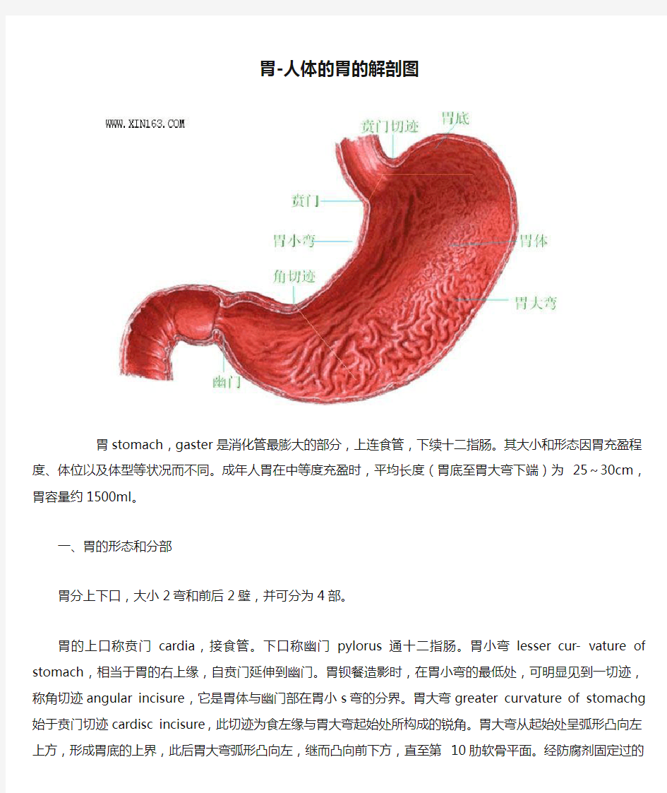 胃-人体的胃的解剖图