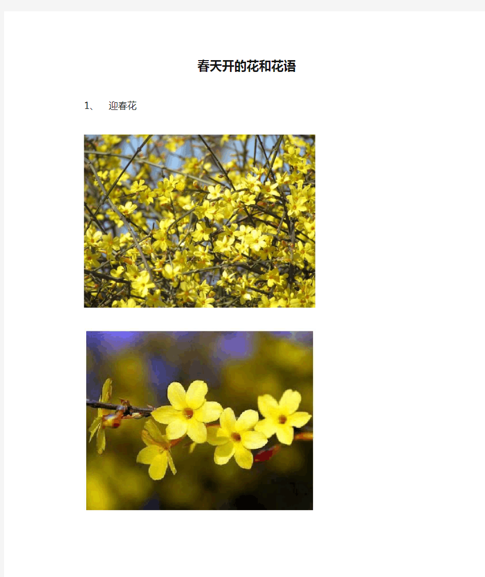 春天开的花和花语(6种)