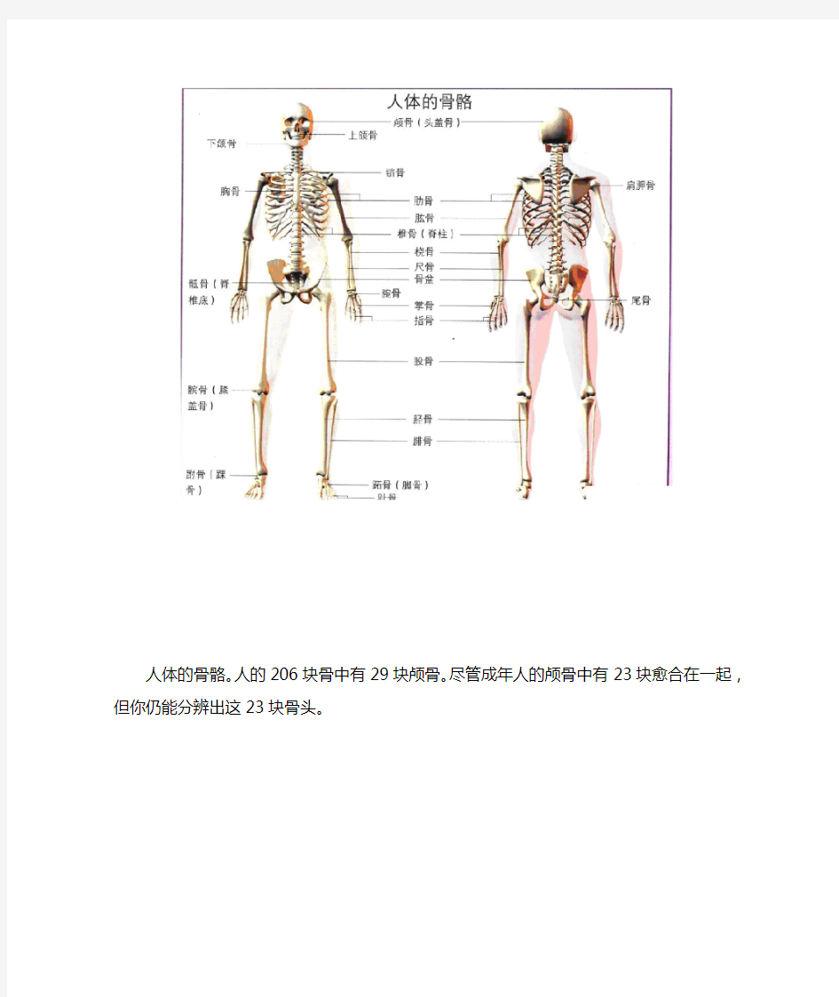 人体骨骼图(全身)-骨骼结构图
