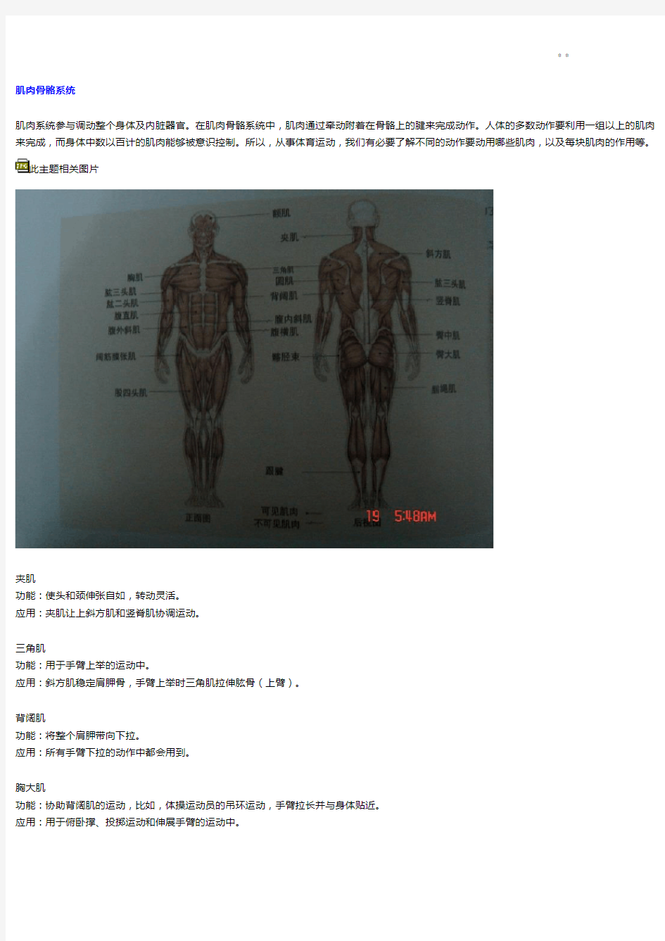 各块肌肉功能与图案解析