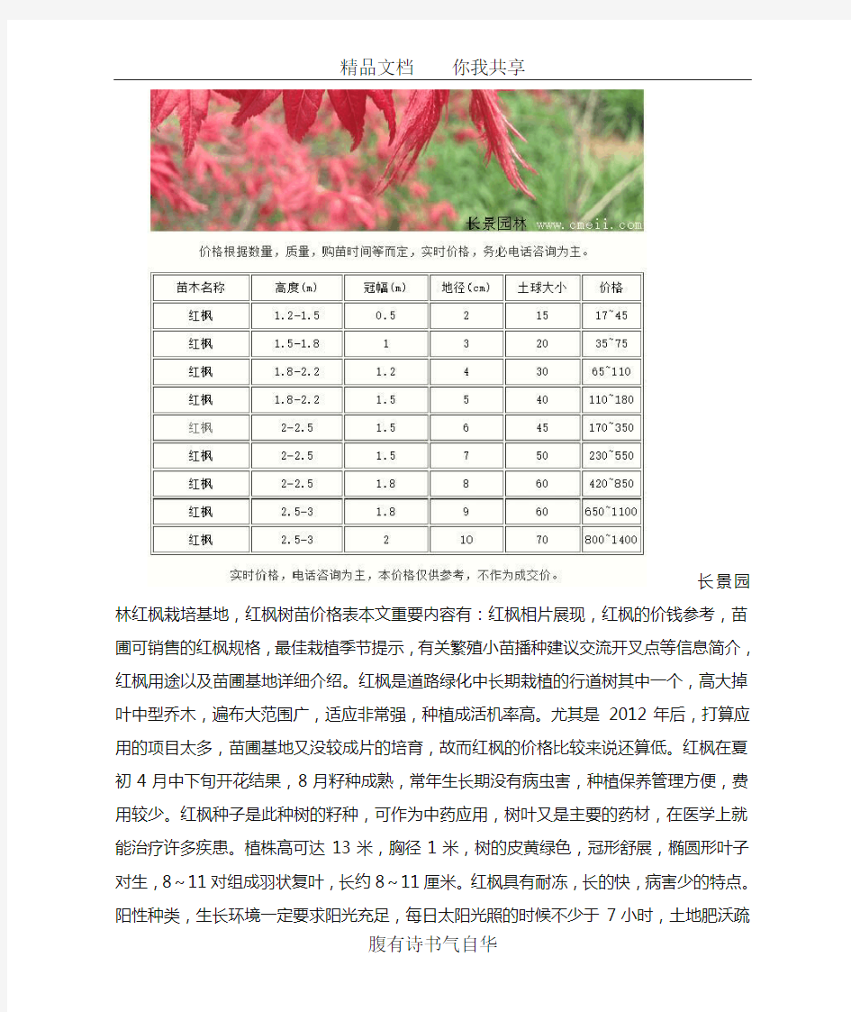 红枫树苗价格表