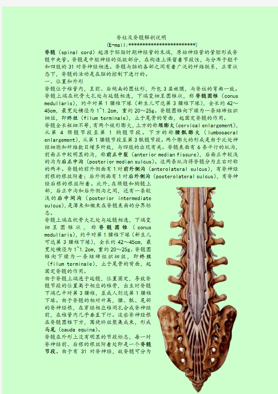 脊柱及脊髓解剖说明
