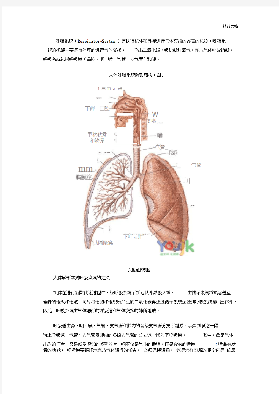 呼吸系统构造图(详细)