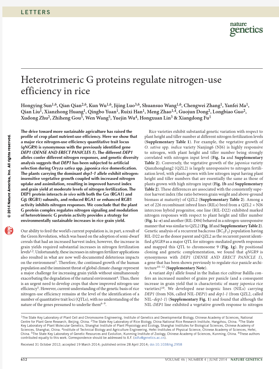 heterotrimeric G proteins regulate nitrogen-use efficiency in rice